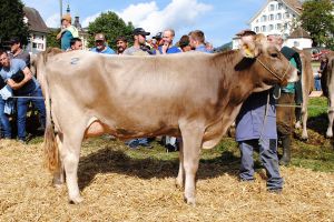 Schneuter junge Schwyz_Lennox Lotti_Schnriger Oswald Lauerz